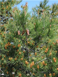 414c3c5a-Pinus halepensis čp.jpg